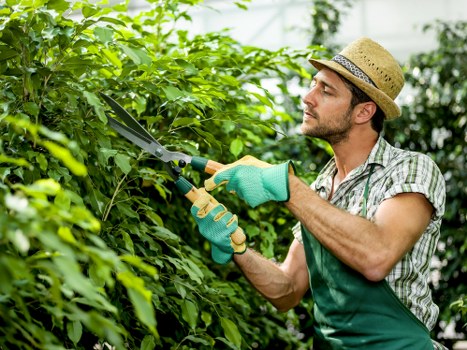 Close-up of a gardener's hands arranging plants and labels